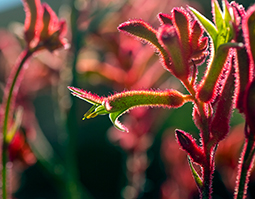 How do you know you have a conflict of interest as a director