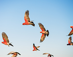 Setting up a company in Australia