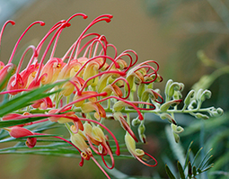 Solicitors vs Barristers in Australia Thumbnail