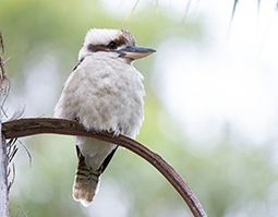 Case Study: When the difference between a barrister and solicitor matters in Court - Jeremy & Taklit [2026] FedCFamC1A 32